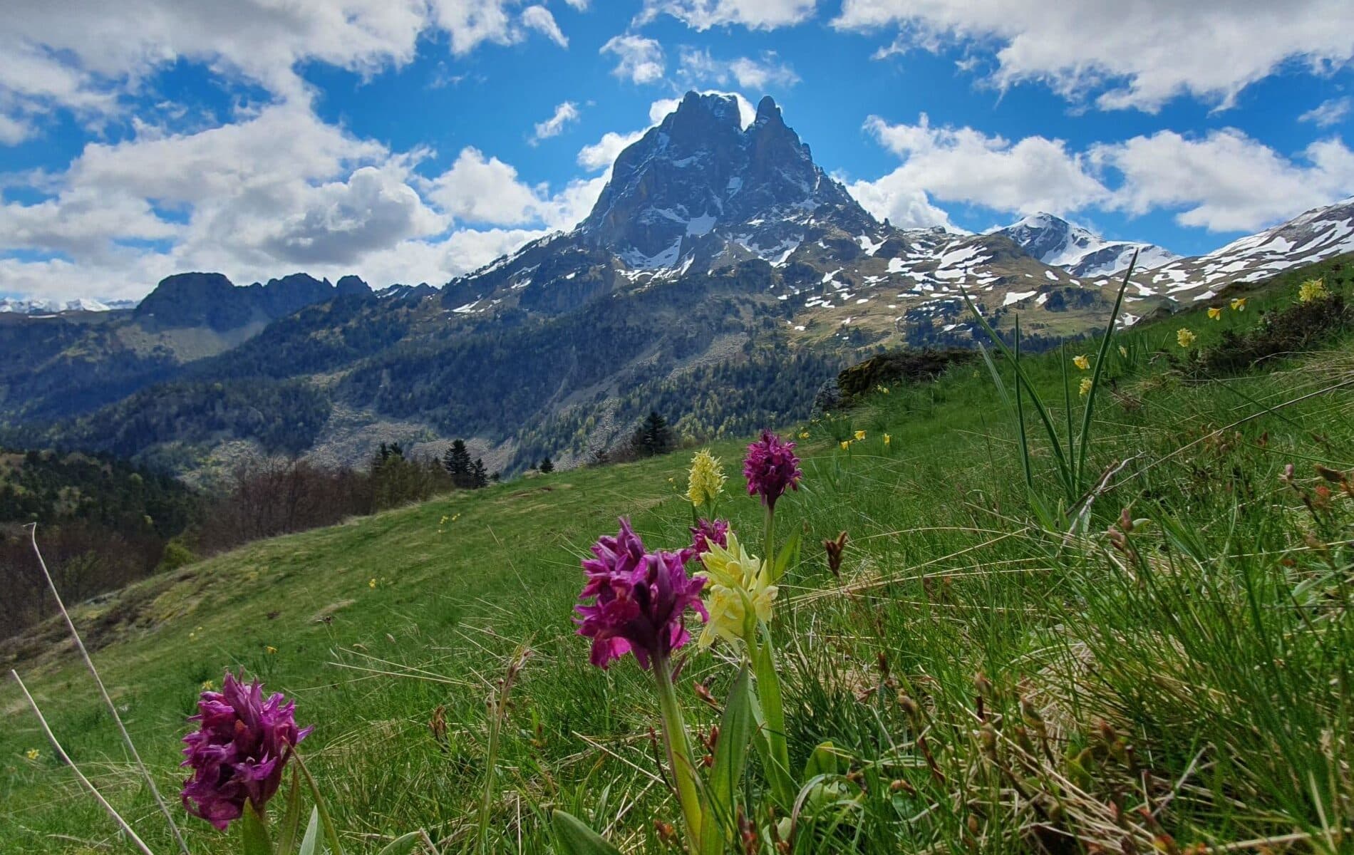 Panorama majestueux du Pic du Midi d'Ossau et fleurs sauvages de montagne